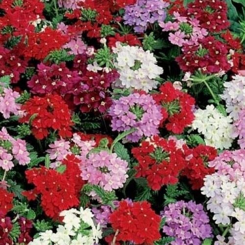 Verbena IDEAL FLORIST Mix 6 Colors 12″ Dwarf Butterflies Love Non-GM0 500 Seeds!