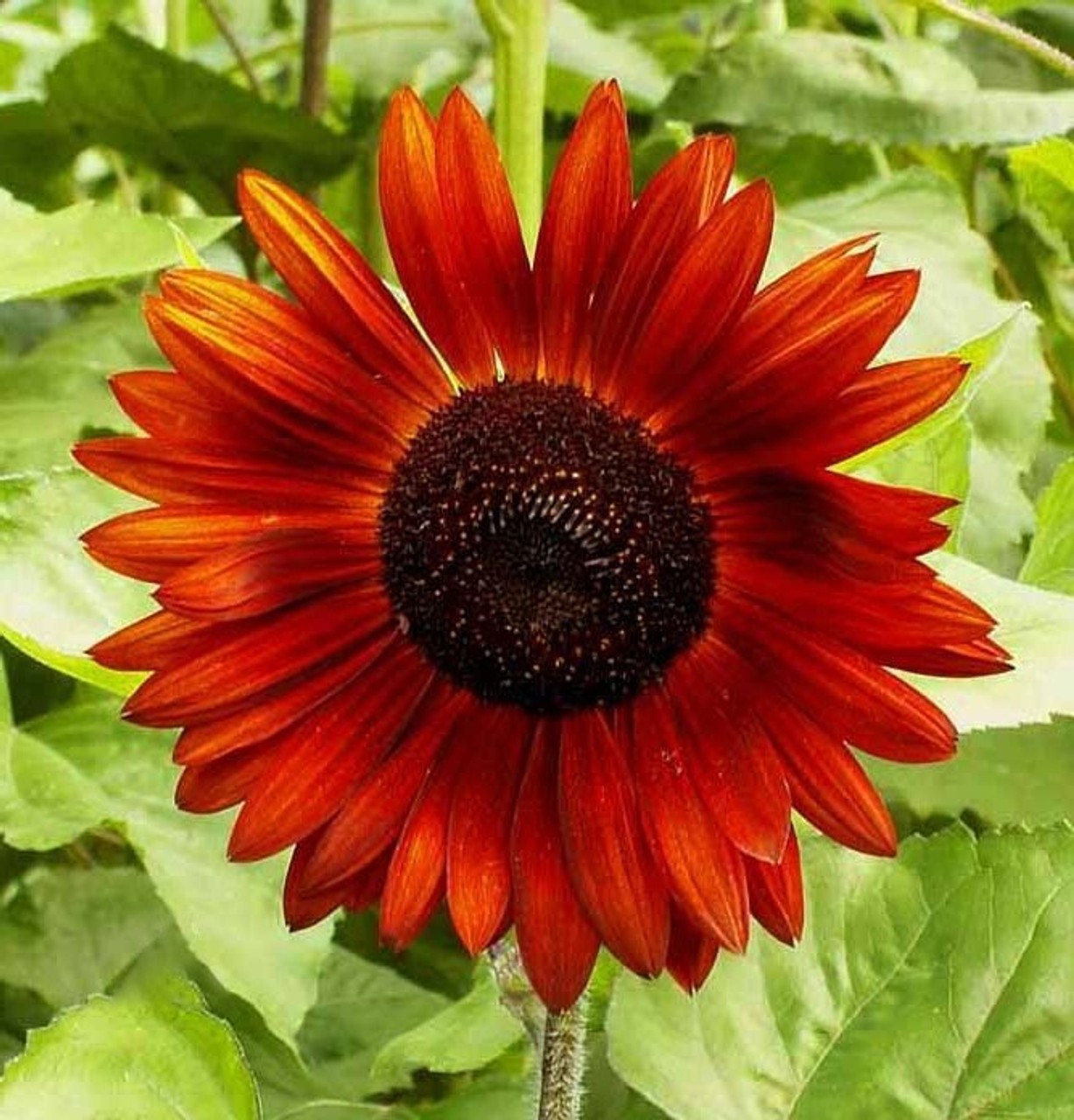 Velvet Queen Sunflower Seeds Helianthus annuus Free Shipping!
