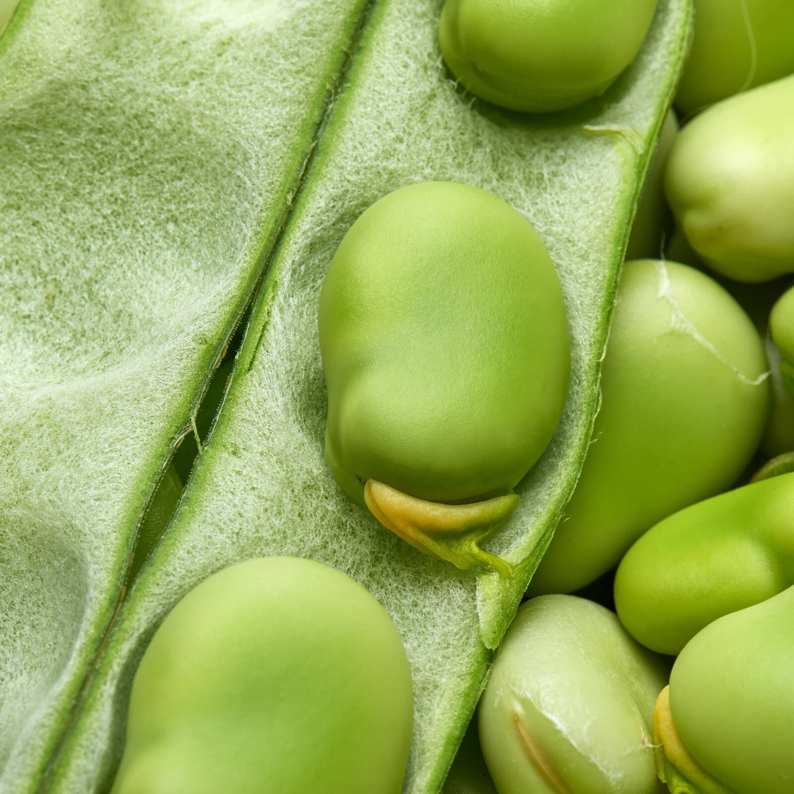 50+ Broad Windsor Fava Bean Seeds, NON-GMO, Mediterranean, Cover Crop