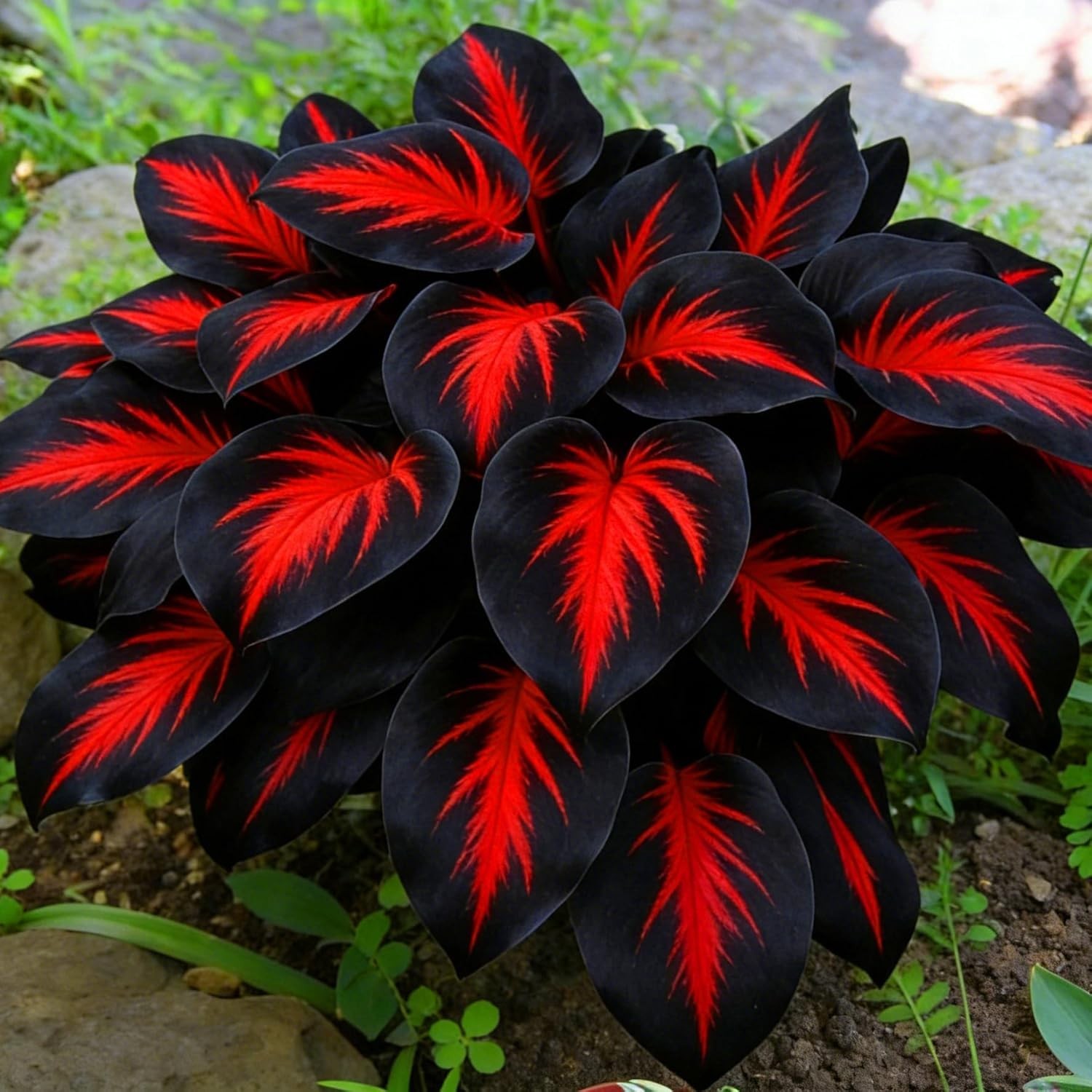 290+ Hosta Seeds – Rare Perennial, Non-GMO, Long-Blooming Garden Flowers