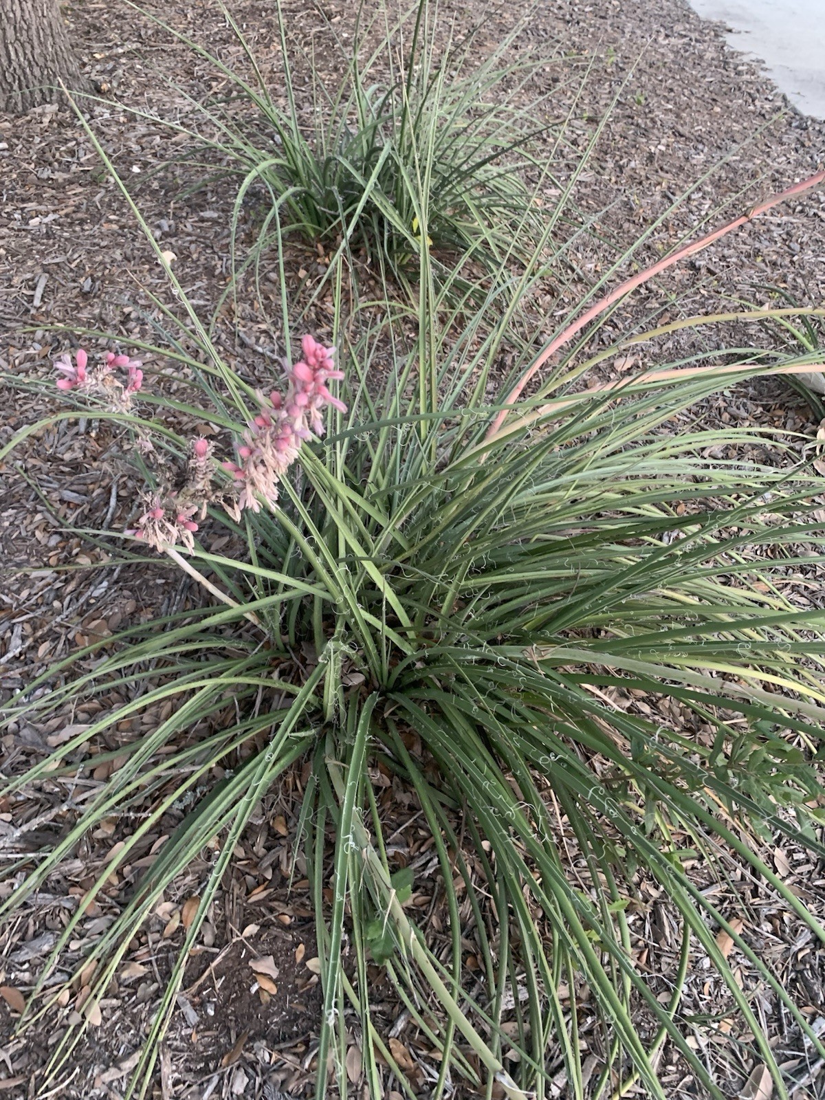 25+ Red Yucca Hesparola Parviflora Seeds