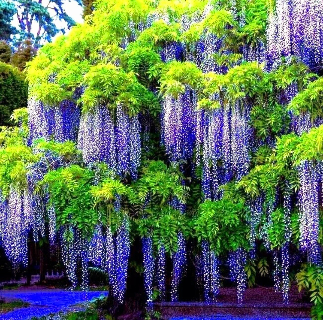 25 Wisteria Seeds Purple Flowers Blue Moon Wisteria Chinese Blue Wisteria