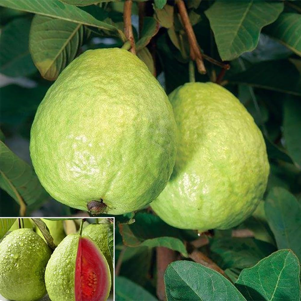 30+ Pink Guava Seeds Tropical Strawberry Guava Tree Seed Easy Fruit Fruit Garden