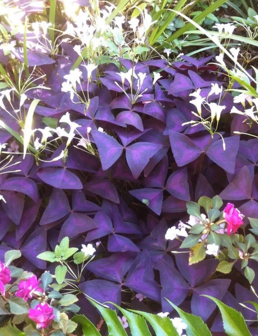 Bulbs Plants Flower Oxalis Purple Shamrock Clover/ Love Shamrock