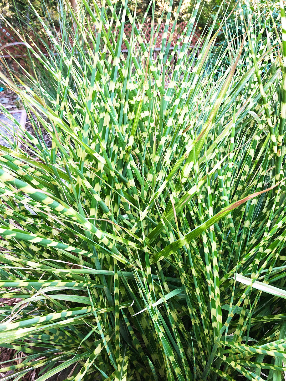 Zebra Grass – 3 bareroot plants