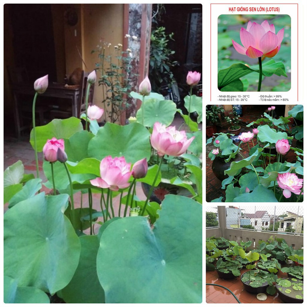 10 big Lotus Flower seed white & Pink Nelumbo Water Lily Sen Ta, hat sen