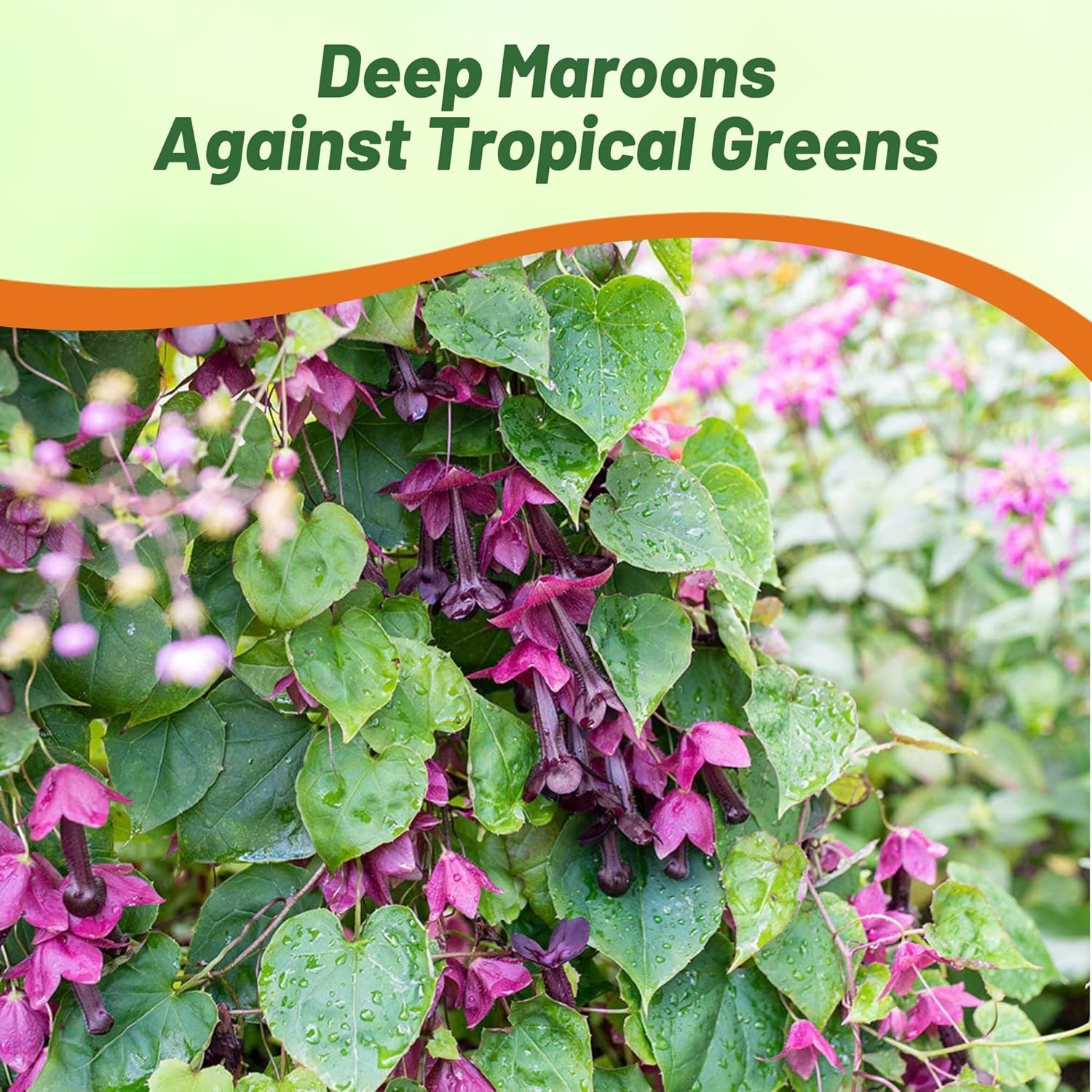50 Seeds Rhodociton Atrosanguineus Seeds – Purple Bell Vine Flower Seed