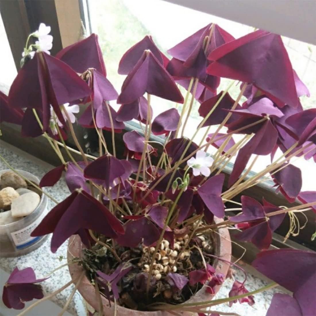 10 Pack Purple Shamrock Bulbs – Indoor/Outdoor Oxalis Triangularis for Luck