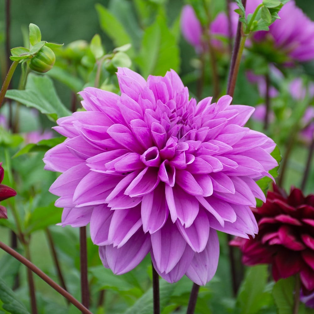 1 – Lilac Time Decorative Dahlia Flower Bulb Tuber