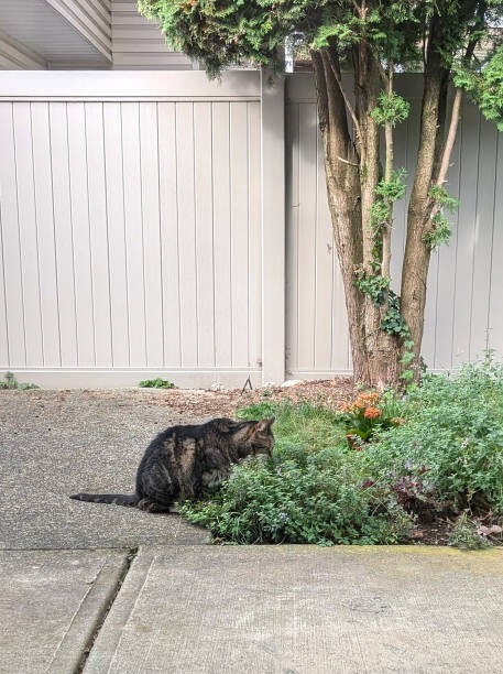 700 CATNIP SEEDS | 2026 SALE FREE SHIPPING NON GMO