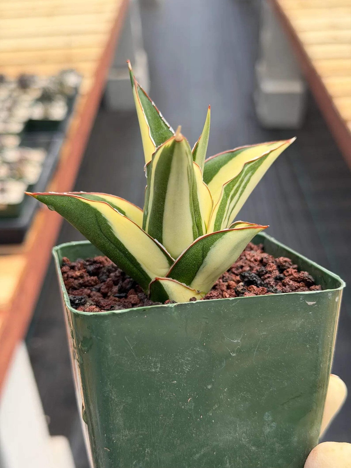 Variegated Sansevieria Tower | Rare Snake Plant | Easy Care Live Houseplant