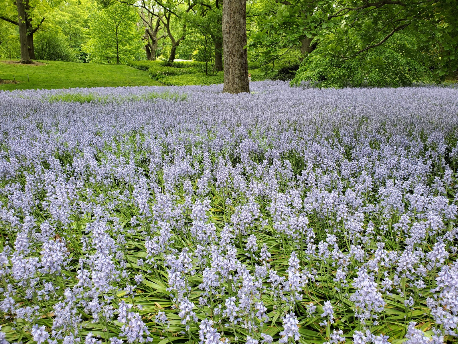 10 Mixed WOOD HYACINTH English Woodland Spanish Bluebell Scilla Flower Seeds