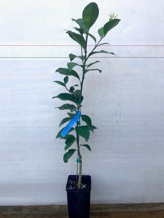 California only!! Page Mandarin Tree 24-36″ tall, Grafted plant