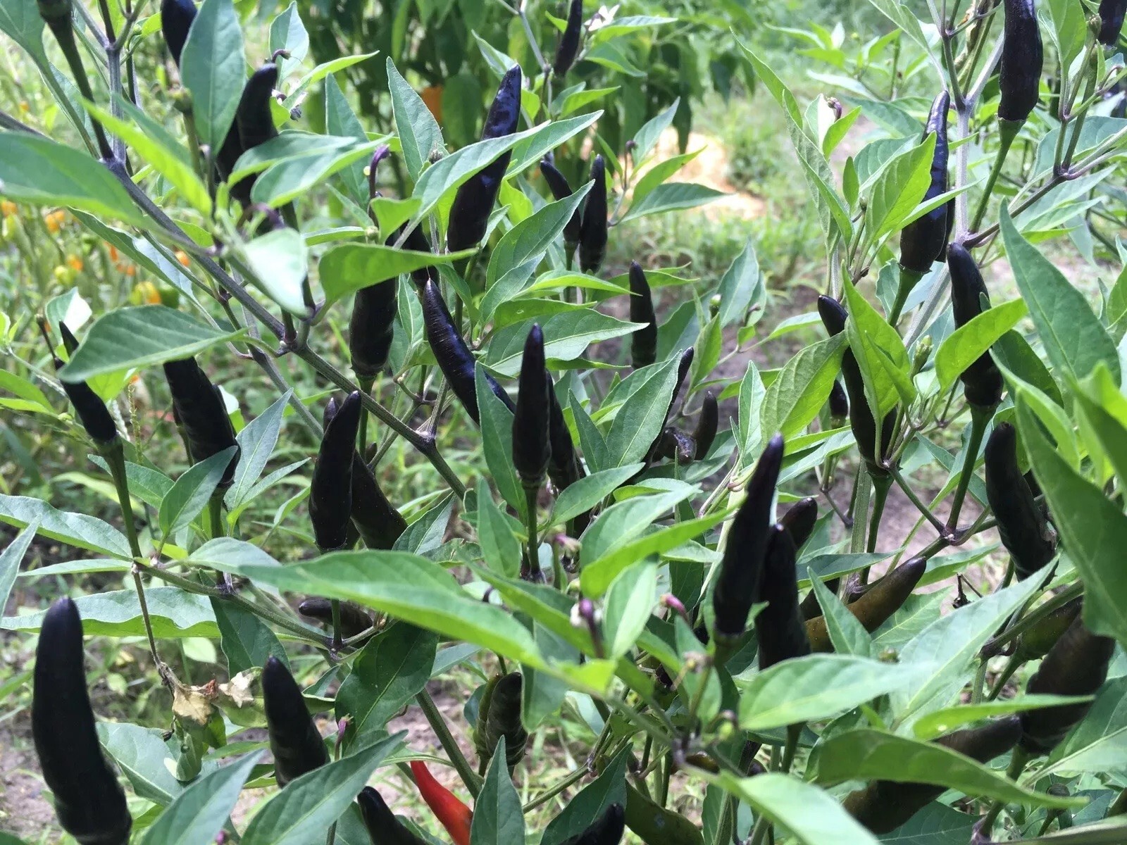 15 BLACK COBRA HOT PEPPER SEEDS