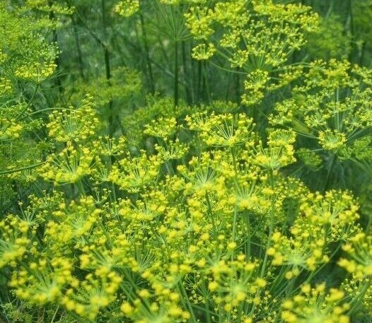 BOUQUET DILL SEEDS 500+ HERB garden PICKLING dips BUTTERFLIES FREE SHIPPING