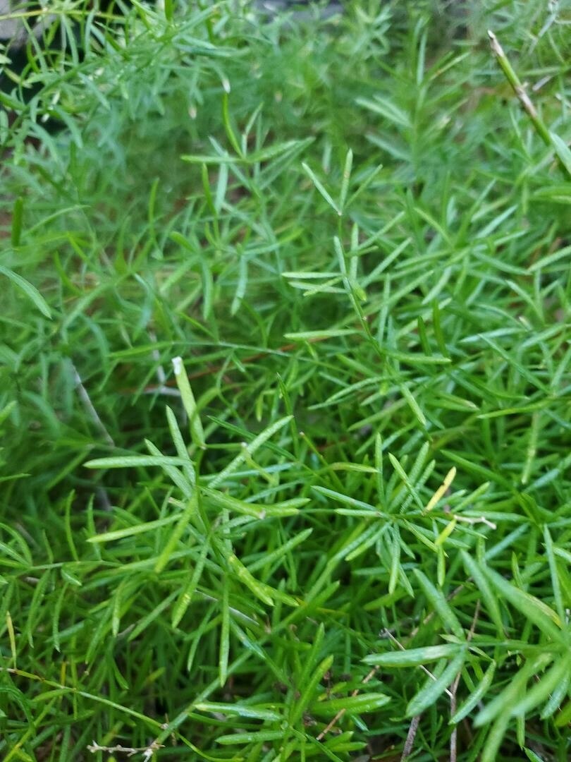 24 Asparagus Fern Seeds collected January 2024 with Propagation Instructions