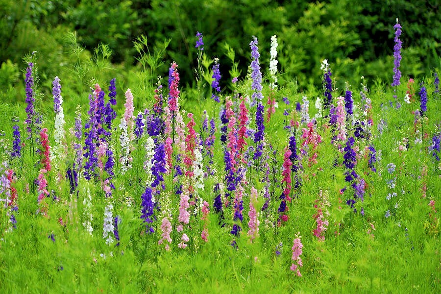 600+LARKSPUR Rocket IMPERIAL Mix Seeds Native Wildflower Cut Flowers Pollinators