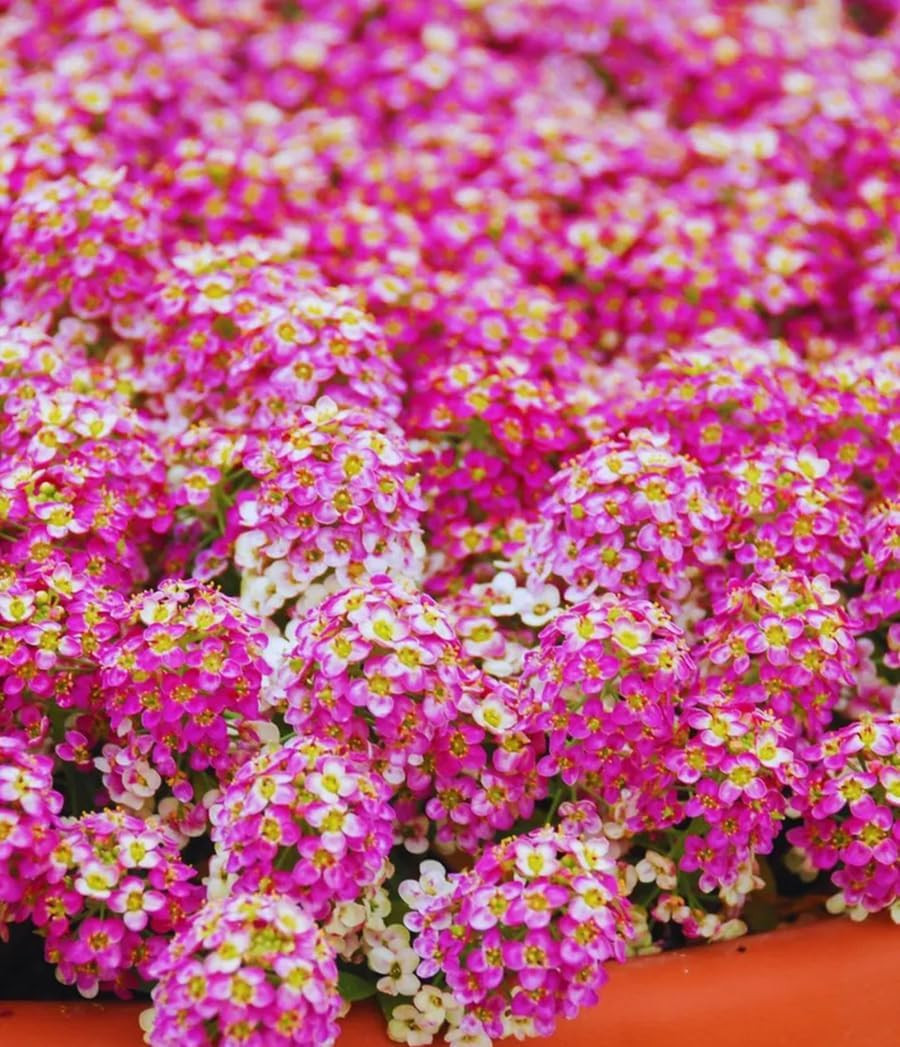 100+ Pink Rosie O’Day Alyssum Seeds Groundcover Flowers Garden Planting
