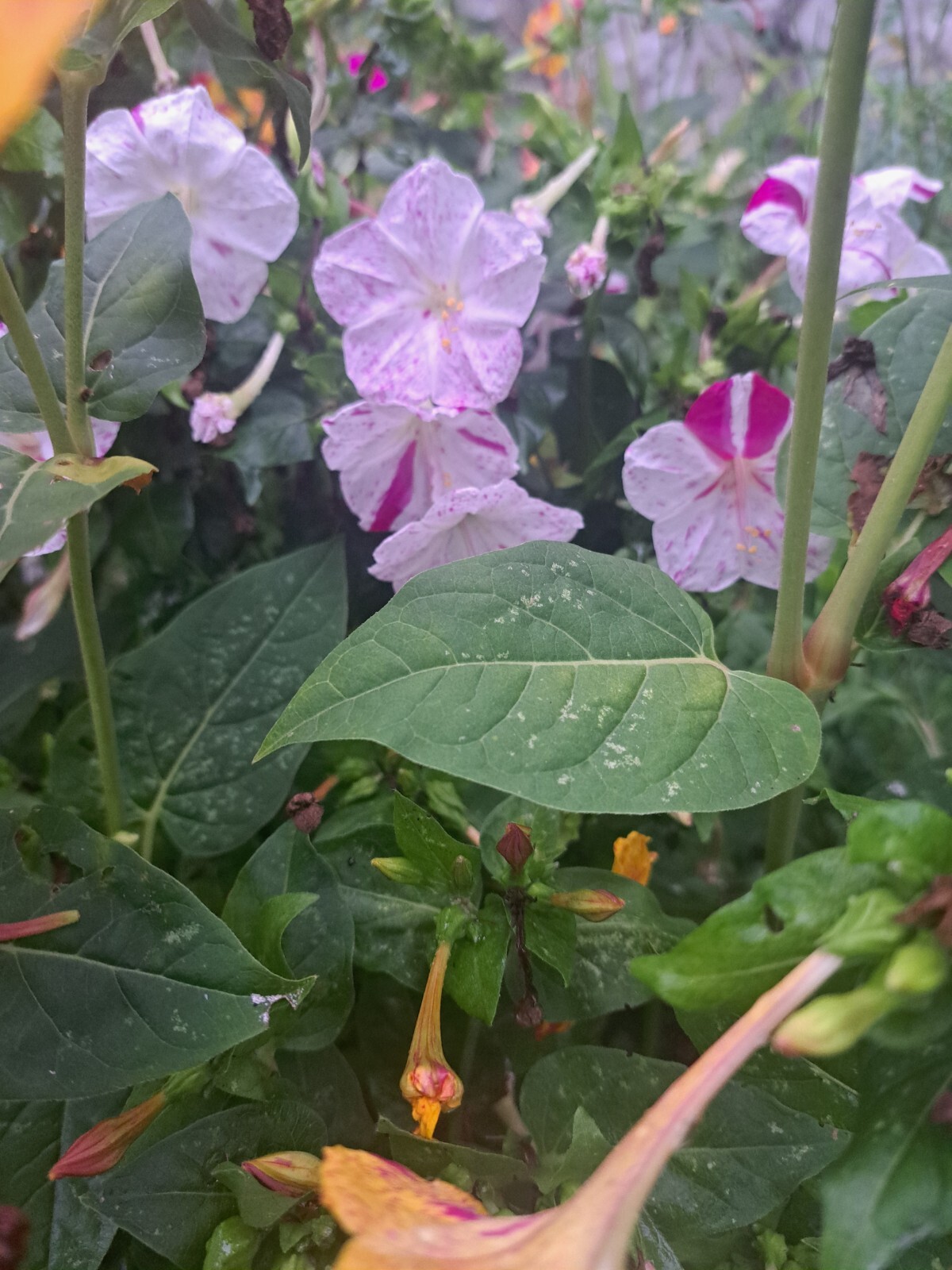 Four O’Clock BI-COLOR Mixed Colors Annual/Perennial Heirloom 30 Seeds!