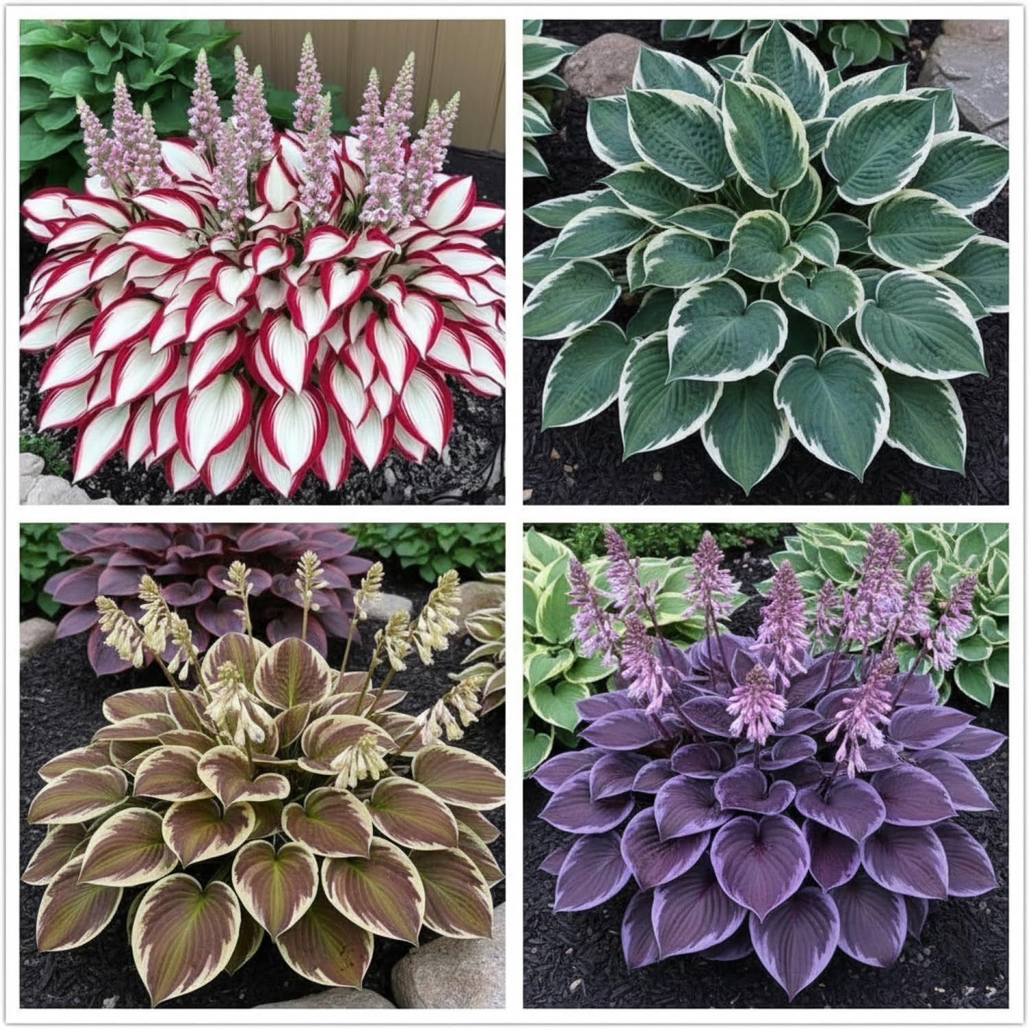 100+ Hosta Seeds for Planting Outdoors, Mixed Color Rare Perennial Flower Seeds,