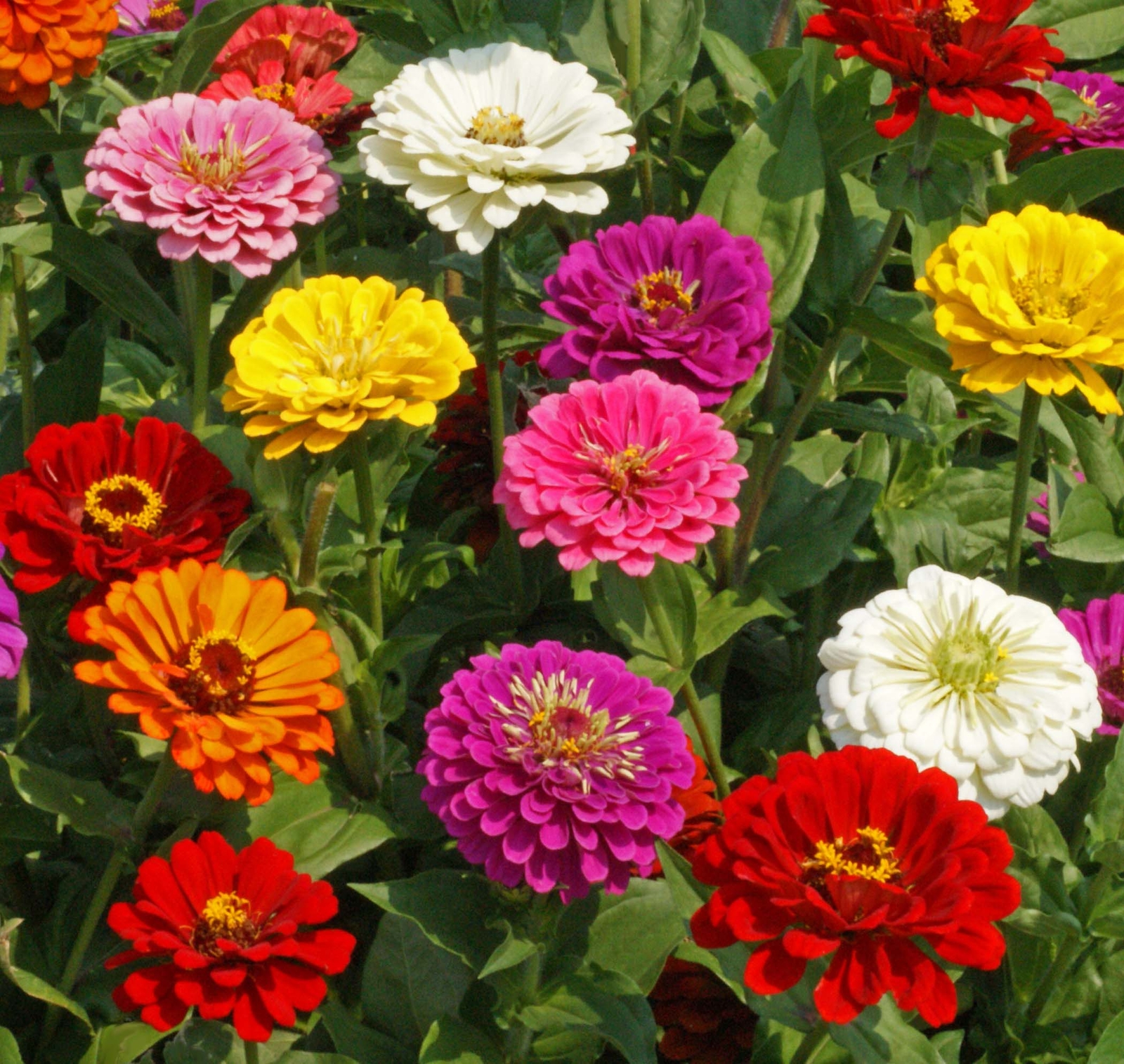 Zinnia California Giant Mix Nice Garden Flower By Seed Kingdom 1 Lb Seeds