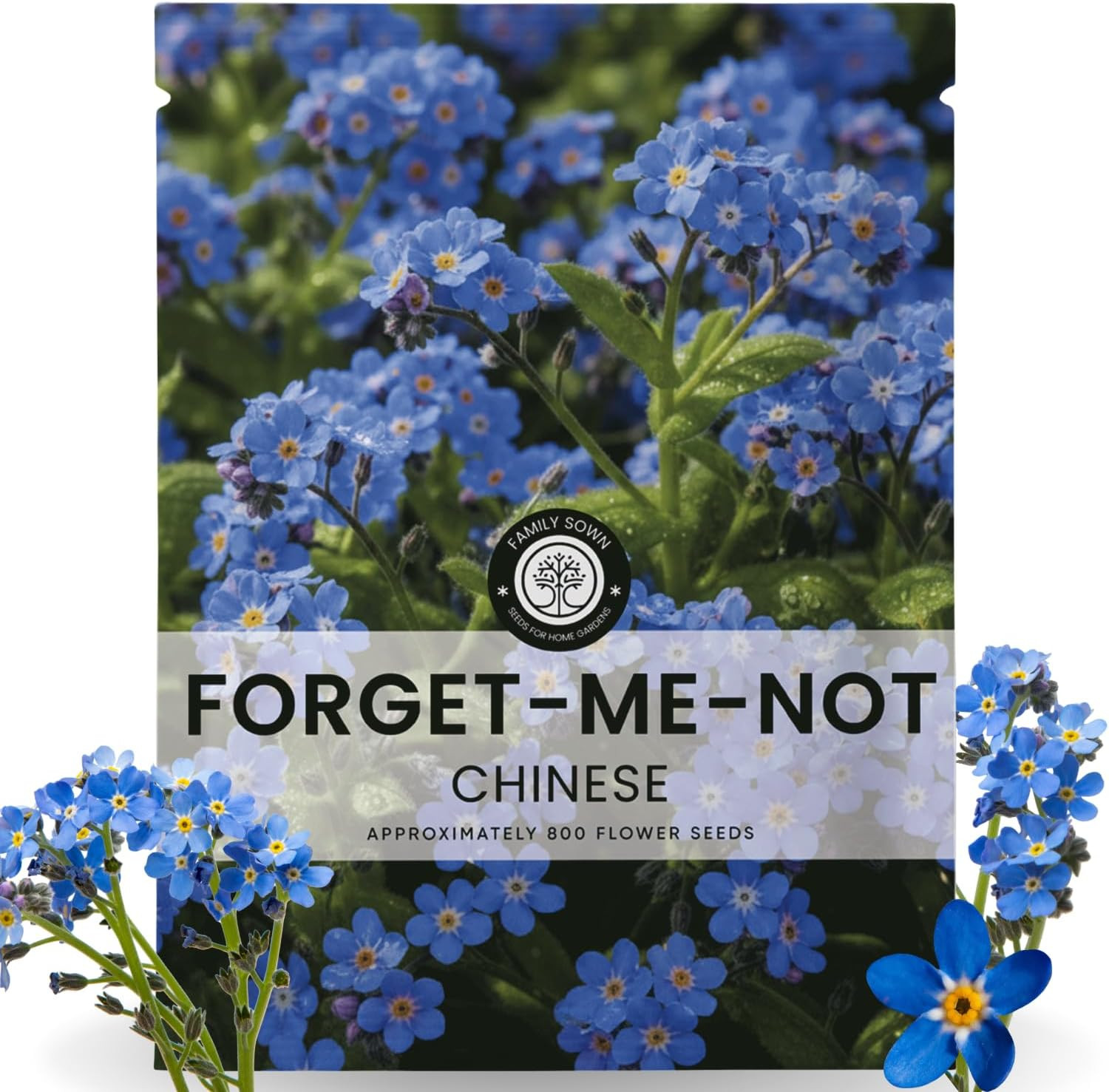 Chinese Forget Me Not – 800 Seeds for Planting – 2026 Season – 5 Grams