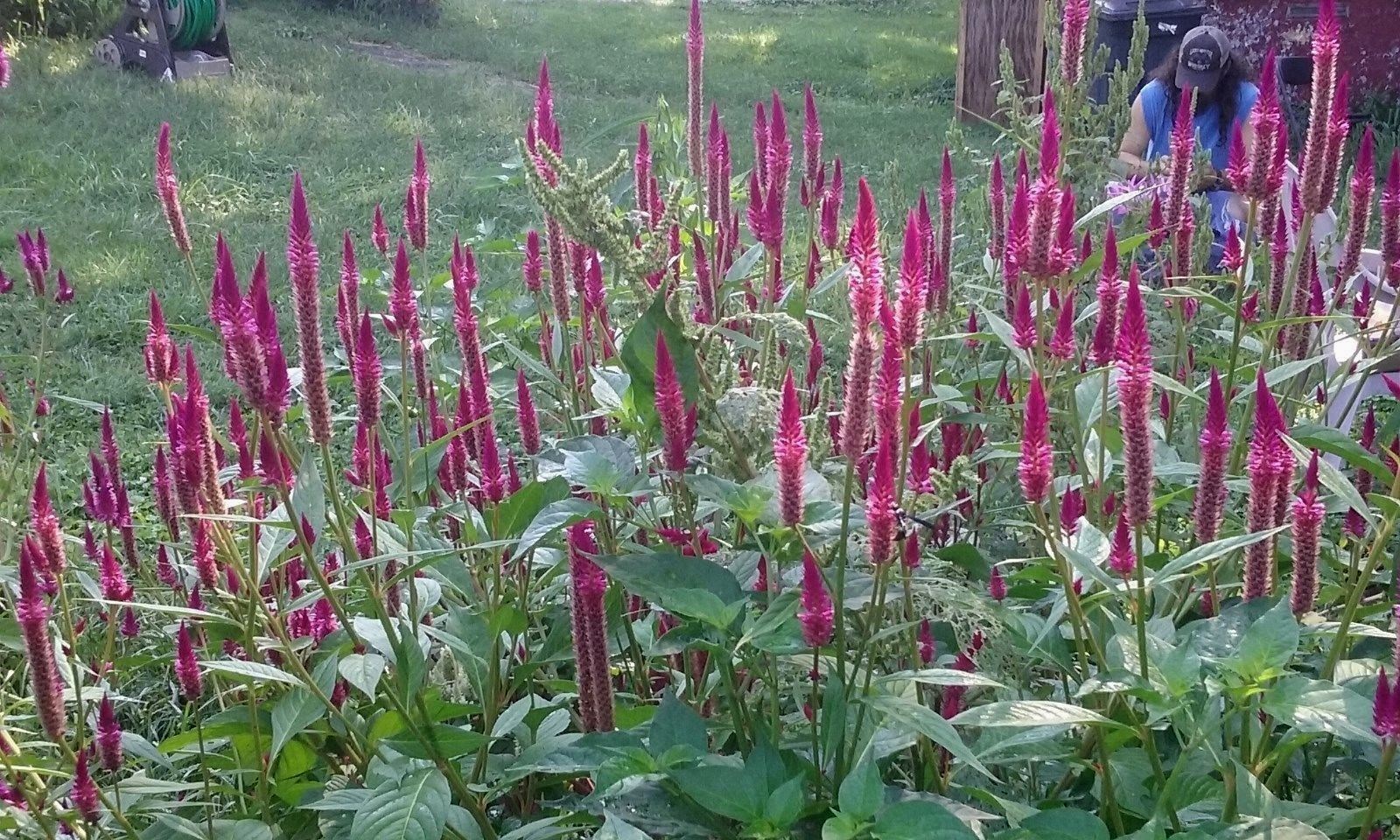 Hot Purple Candlestick Celosia – 5 FT TALL- 25 SEEDS – Easy to Grow -Comb.S/H