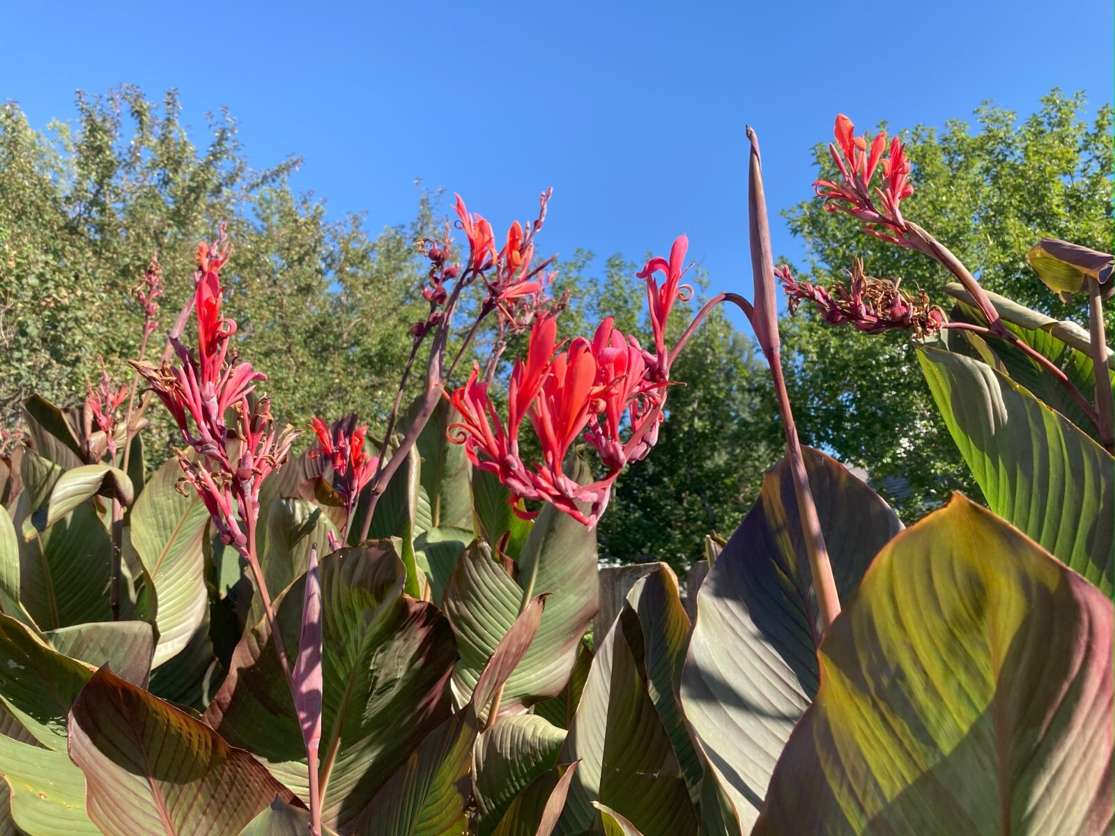 3 Canna Lily Bulbs Red Flowers Tall Plants Purple Bronze Leaf Large Rhizomes