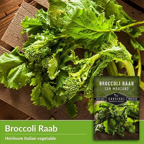 San Marzano Raab Broccoli Rabe Seeds for Planting – Italian Heirloom Rapini 1