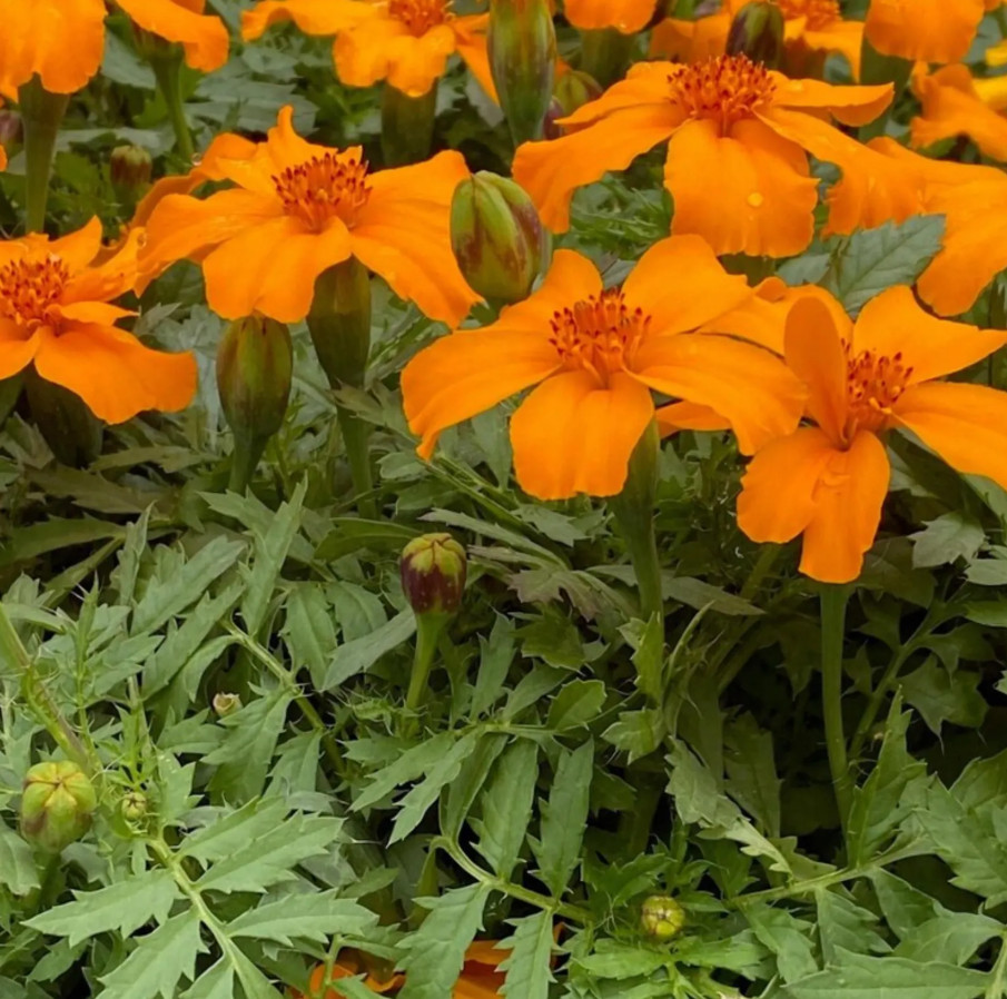1 Pack of 25 Disco Orange Marigold Seeds (Tagetes patula) – Spring Planting