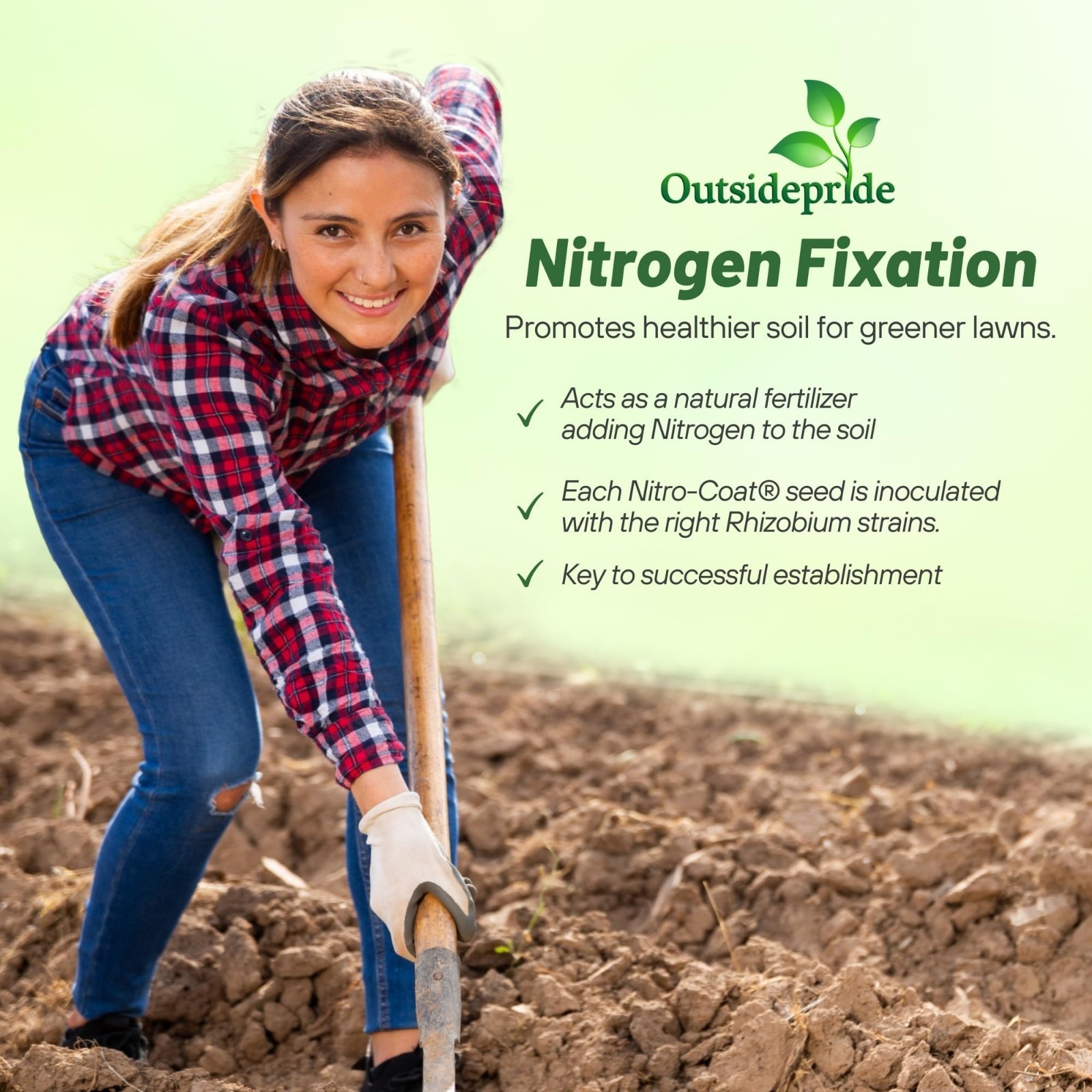 5 lbs Perennial White Dutch Clover Seed – Nitrocoated, Inoculated, Lawn Alternat