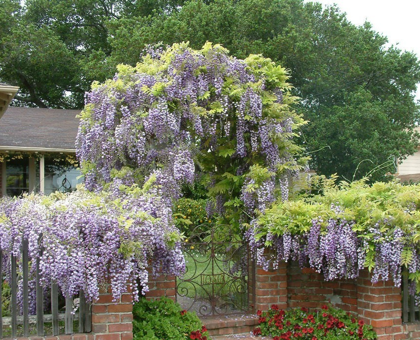 12 JAPANESE PURPLE WISTERIA Seeds Climbing Vine Flower Perennial Floribunda