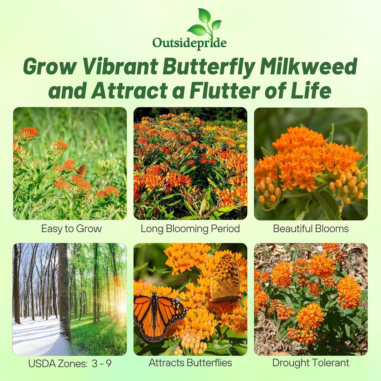 1000 Seeds Butterfly Weed Asclepsias Tuberosa Drought Tolerant Milkweed