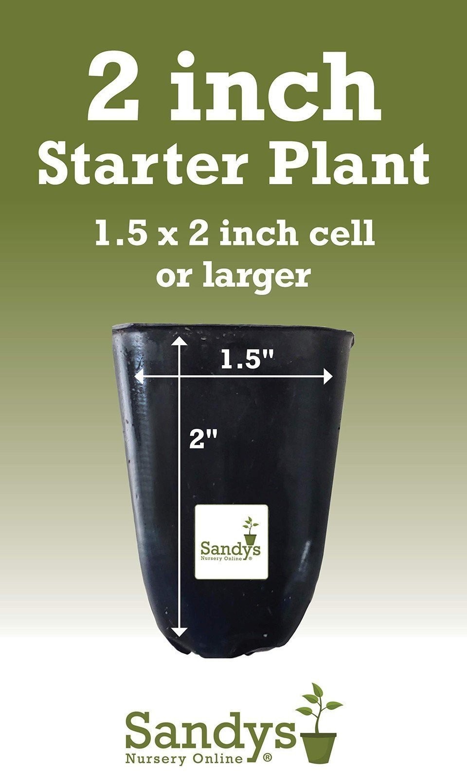 Hibiscus Cajun Color Purple Magic Starter Plant