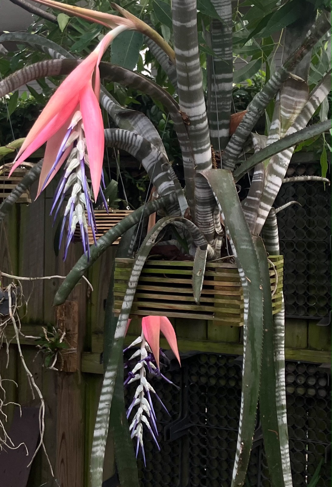 Rare Billbergia brasiliensis Bromeliad Seeds – Fresh from My Plant!
