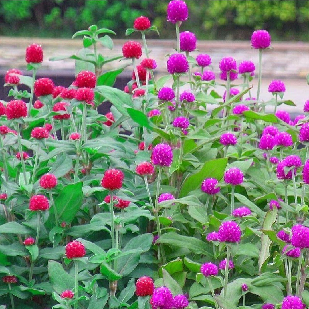 100 Globe Amaeanth Seeds Mixed Colors Gomphrena Free Shipping