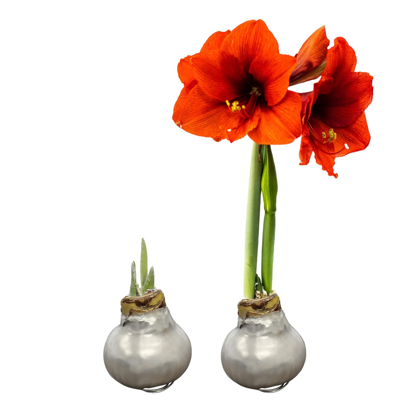 Waxed Amaryllis Bulb 2Pack – Holiday Gift Plant, No Watering, Easy Care