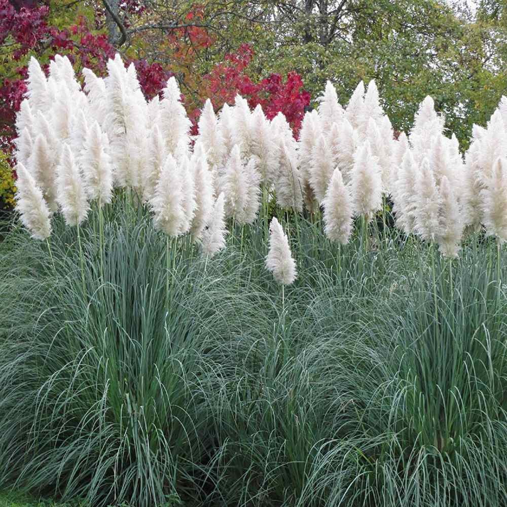 1000 Seeds White Pampas Seed For Planting Outdoors – Ornamental Grasses For