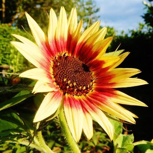 50+INDIAN BLANKET SUNFLOWER Seeds Native Wildflower Pollinators Cut Flowers Easy