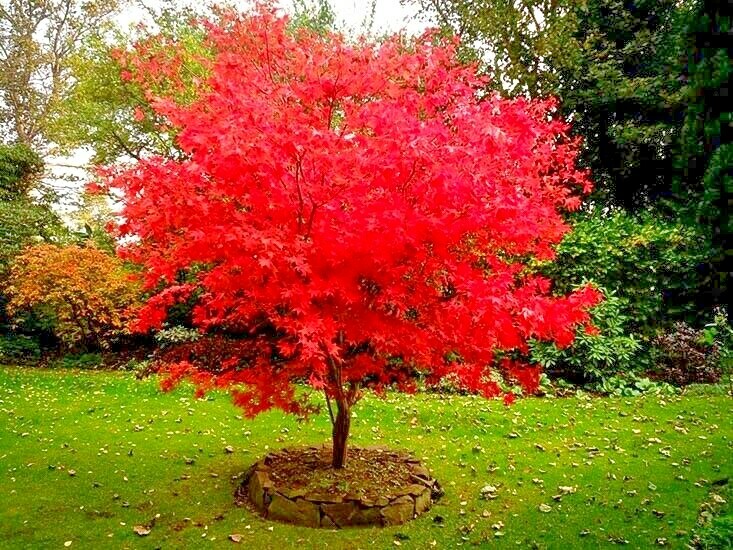 15 OSAKAZUKI JAPANESE MAPLE SEEEDS – Acer Palmatum ” Osakazuki “