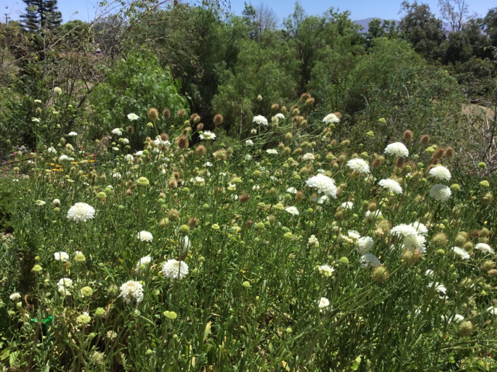 Scabiosa Pincushion Flower fresh White seeds (70)