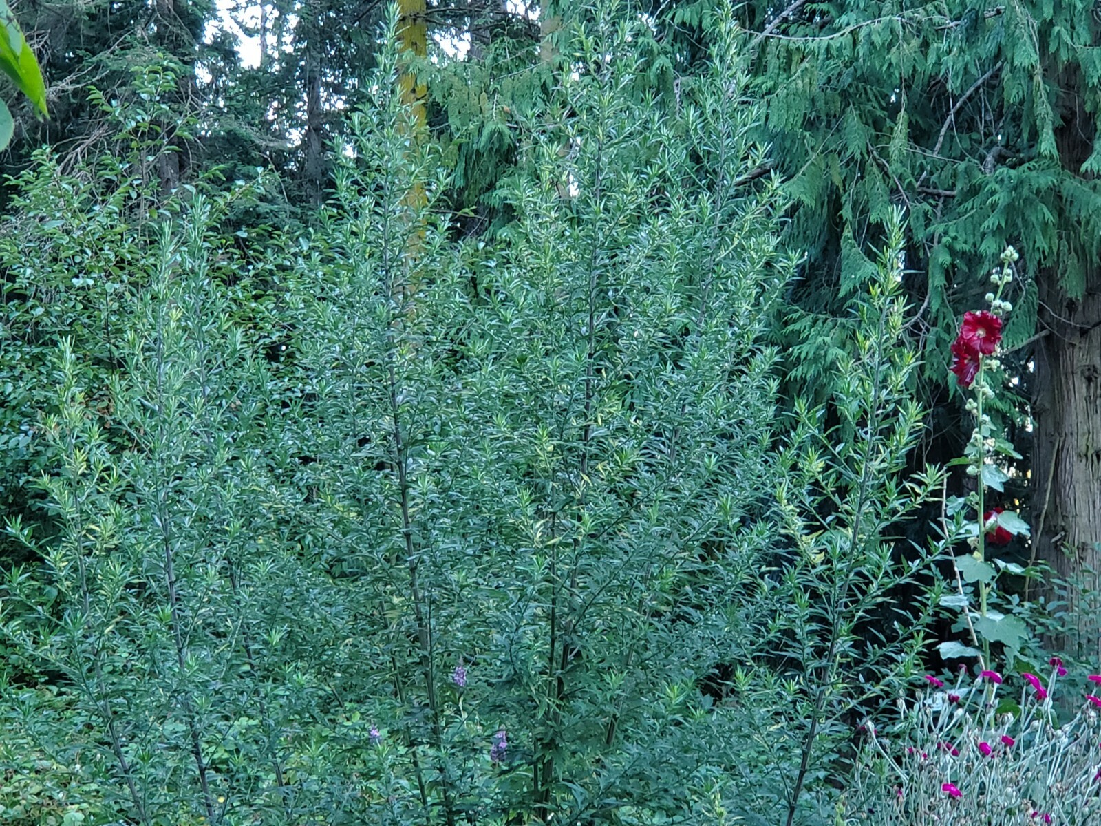 500 Mugwort Seeds (Artemisia Vulgaris)