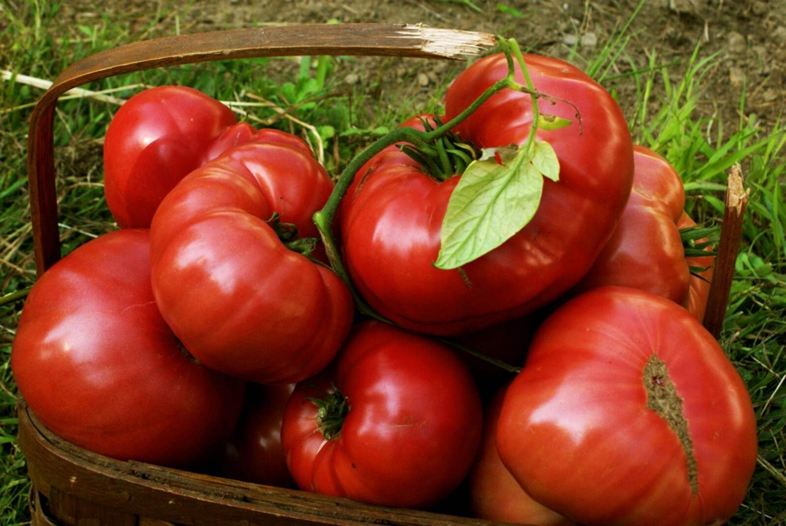 Pink Brandywine Heirloom Tomato Seeds- 75+ 2021 seeds- One of the Best-Tasting!