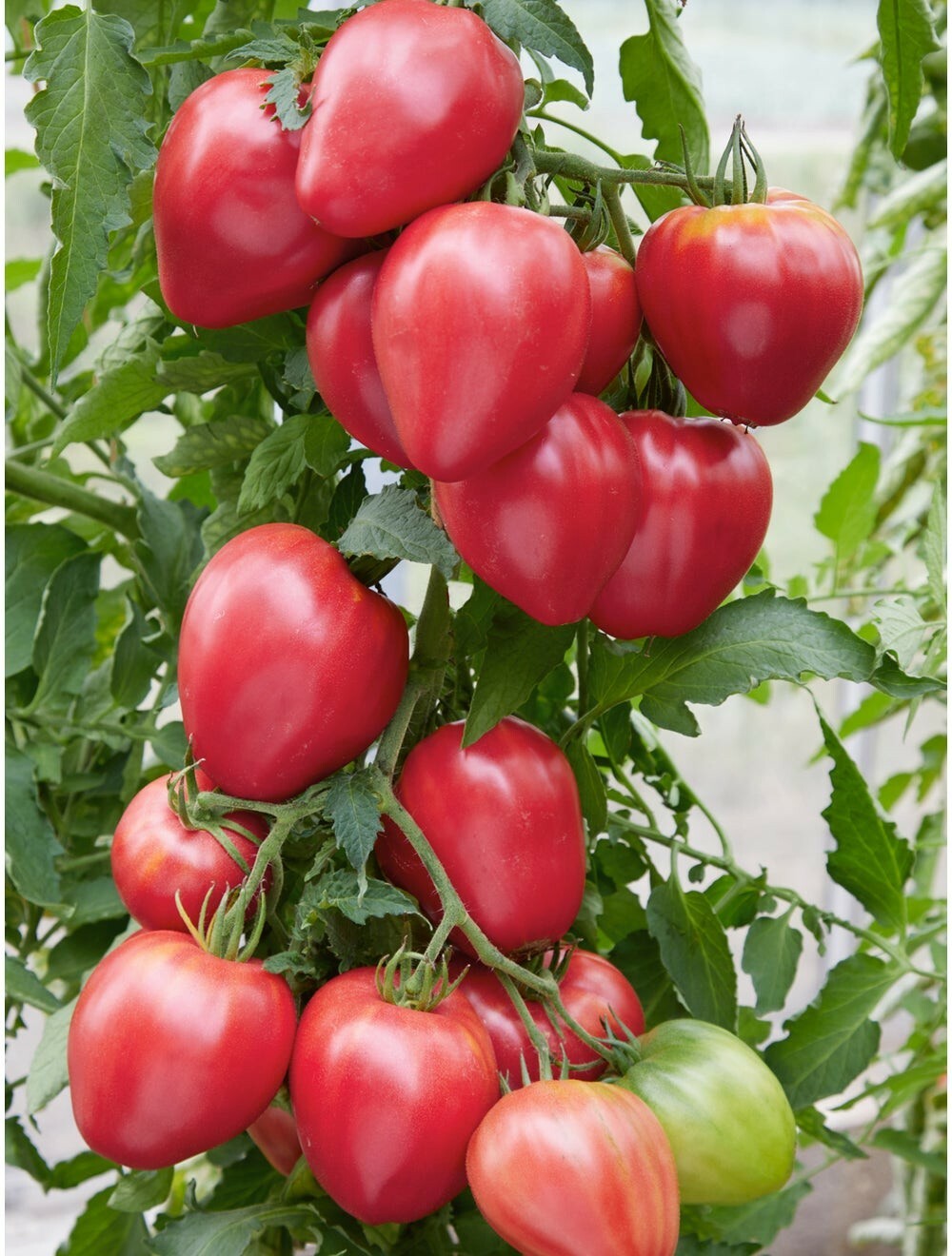 50 Oxheart Pink Tomato heirloom Seeds USA Seller