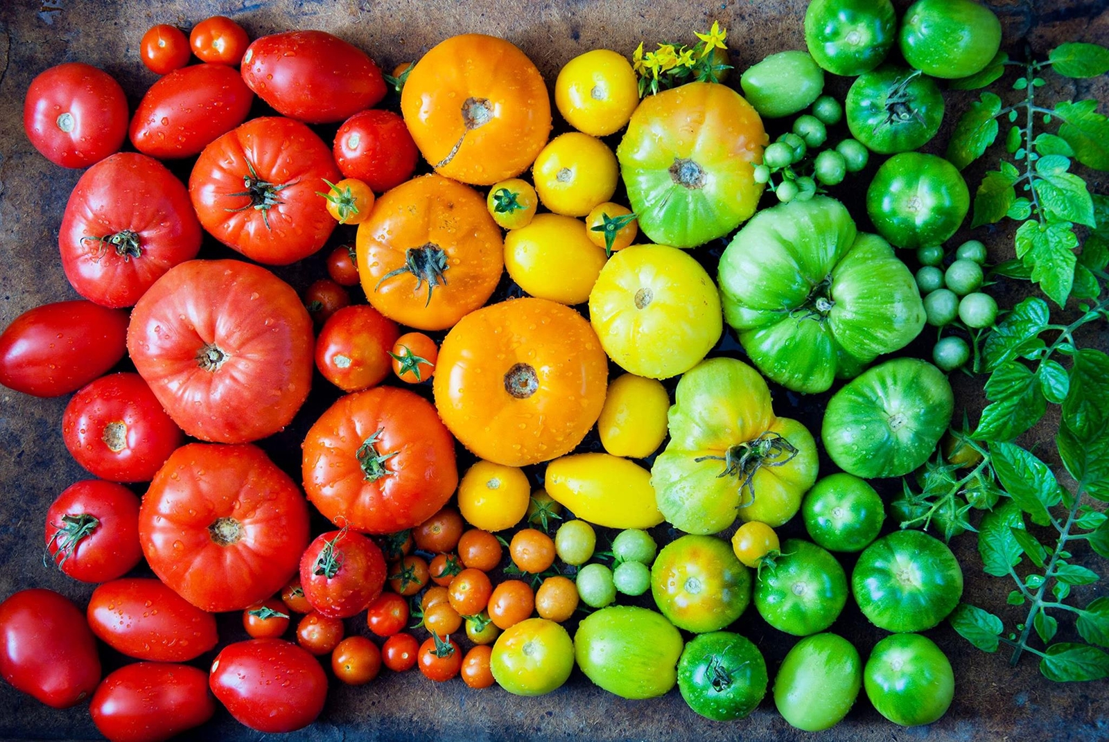 Heirloom Rainbow Mix Tomato Seeds – 100+ Seeds to Grow – Grow Mixed Colors of Ta