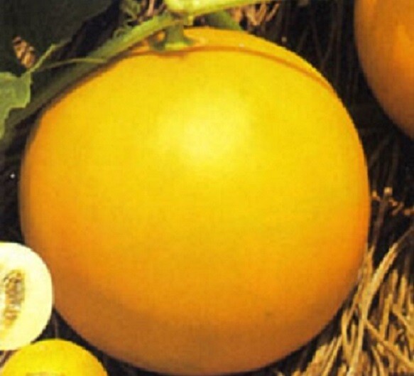 “BEST ON EBAY” 50 ORGANIC GOLDEN HONEYDEW MELON SEEDS FRESH HARVEST IN 2020, BIG