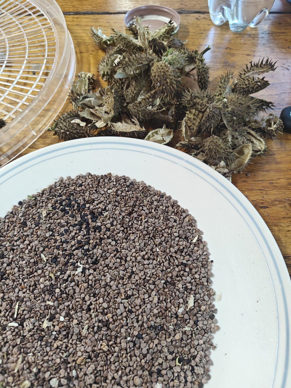 2 Grams of *wild* Jimsonweed (Datura Stramonium) Flower Seeds