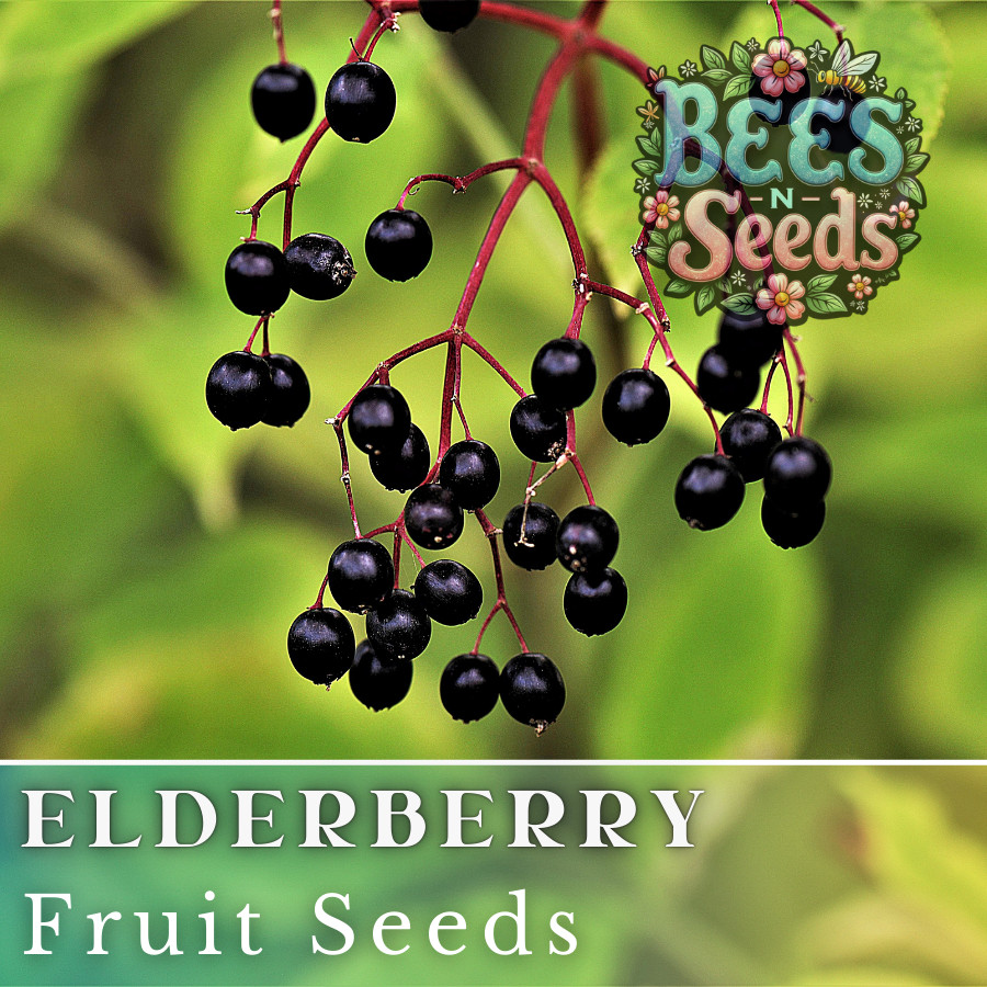 Sable Elderberry Seeds 175 or 450 Seeds Fruit Seeds, Non GMO, Berry Seeds
