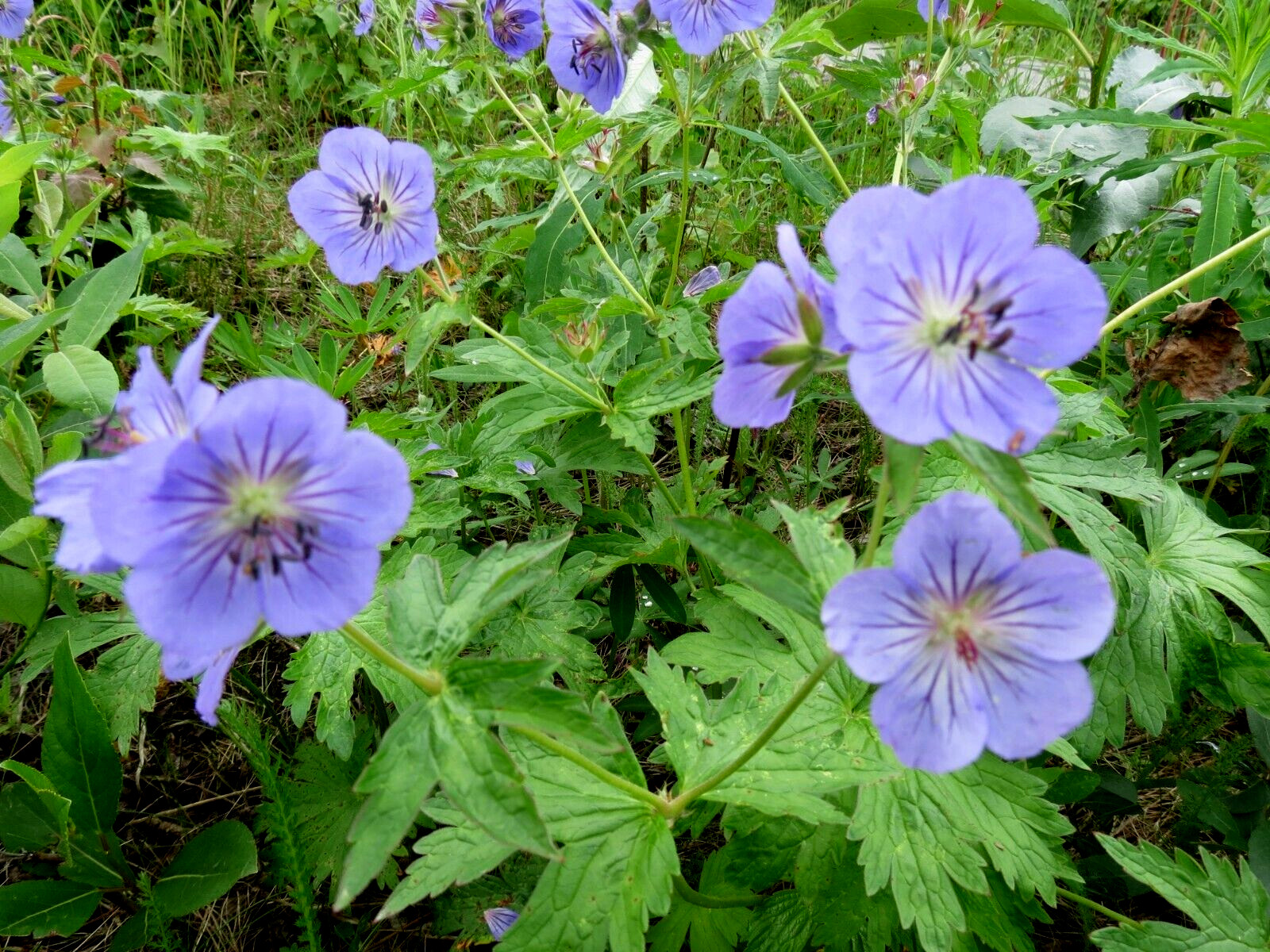 Alaska Wildflower Flower Seed Mix – 5000+ Seeds – Special Mix From Denali Area
