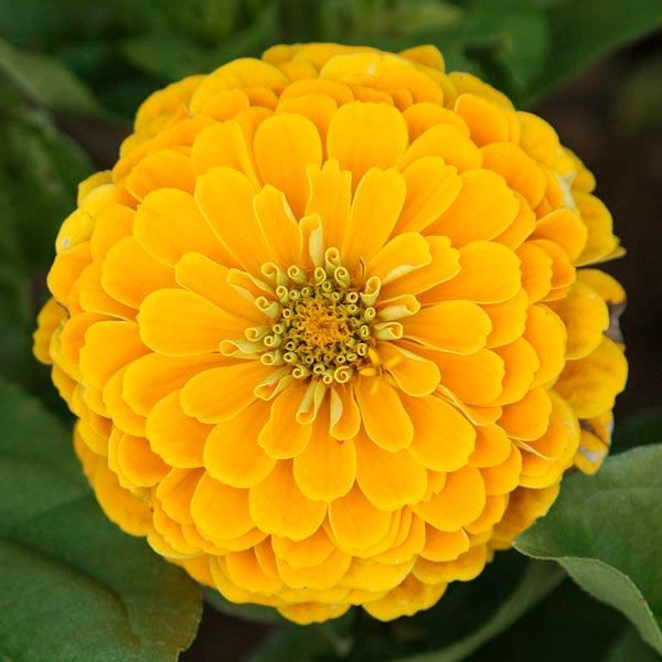 South of the Border Mix Zinnia Seeds | Red Yellow Sombrero Flower Seed New 2025